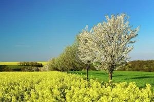 Naumburg: Cultural landscape in spring, blossoming rape field