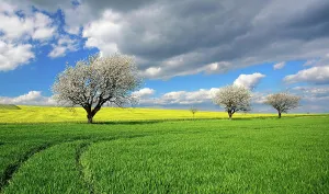 Freyburg: Cultural landscape in spring, green corn field