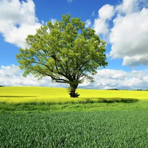 Humilis: Cultural landscape in spring, large solitary oak