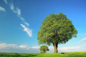 Tilia: Cultural landscape in spring, Linden trees (Tilia)