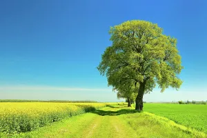Algarve: Cultural landscape in spring, old lime trees on
