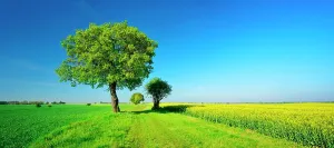 230122: Cultural landscape in spring, old lime trees on