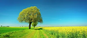 Lime: Cultural landscape in spring, old lime trees on
