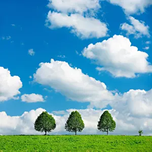 Humilis: Cultural landscape in spring, three small lime trees