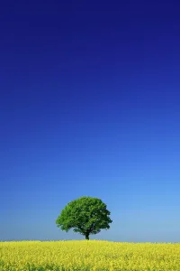 Planted: Cultural landscape in spring, solitary oak (Quercus