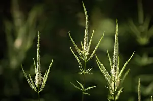 Virginica: Culver's root