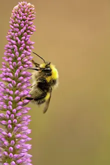 Siberia: Culver's root, Veronicastrum sibiricum, Mauve subject