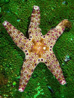 Vent: Cummings Sea Star (Neoferdina cumingi) on coral