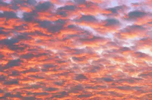 Cumulus: Cumulus clouds at sunset