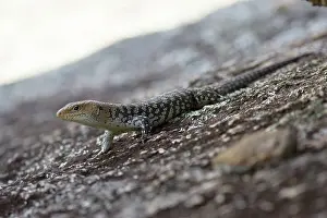 Scincidae: Cunningham's rock skink