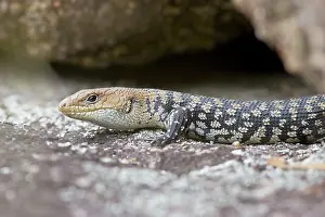 Scincidae: Cunningham's rock skink