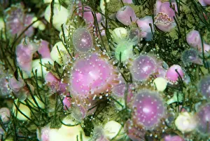 Corynactis: CUP CORAL