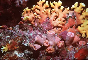 Jewel: CUP CORAL AND JEWEL CORAL