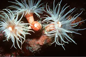 Valerie & Ron Taylor: Cup Coral - At night