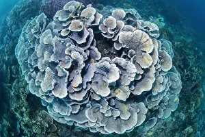 Turbinaria: Cup Coral reef (Turbinaria sp) seen from above