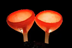 Tricholoma: Cup Fungus