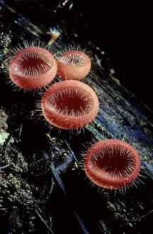 Tricholoma: Cup Fungus, Malaysia