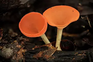 Funghi: Cup Fungus, Tayrona National Park, Colombia