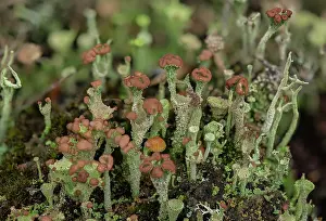 Acid: A cup lichen, Cladonia ramulosa en masse on sand
