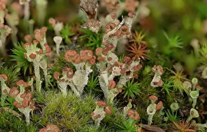 Acid: A cup lichen, Cladonia ramulosa en masse on sand