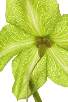 Sepals: Cup and Saucer