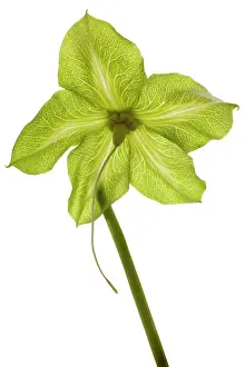 Sepals: Cup and Saucer