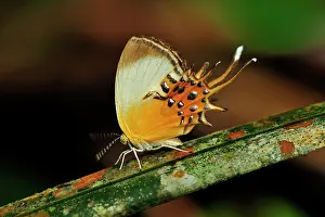 Metalmark: Cupido Metalmark, Leticia, Colombia