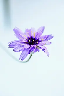 Catananche: Cupid?s dart