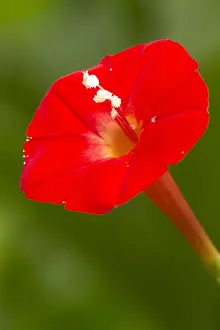 Convolvulaceae: Cupid's flower (Ipomoea quamoclit)