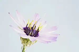 Catananche: Cupid'sdart