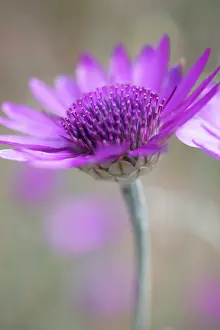 Catananche: Cupid'sdart