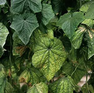 Cucumis: Curcubit yellow stunting disorder virus