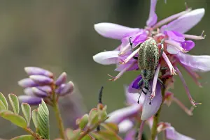 Mite: Curculionid Weevil