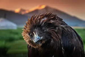 Aquila: Very curios Golden eagle (Aquila chrysaetos) turned