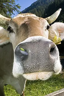 Curiosities: Curious Brune Cow Lombardy Italy