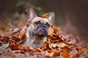 Soil: Curious fawn French Bulldog dog girl lying on forest