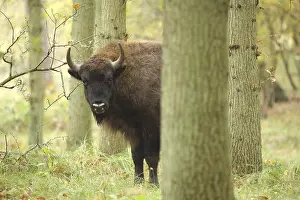 Dwelling: A curious female European Bison (Bison bonasus)