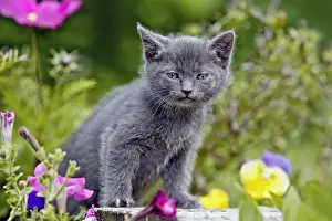 Focused: Curious gray Kitten, few weeks old standing in garden