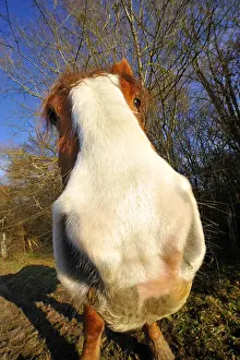 Touraine: Curious Horse snout Natura 2000 area Touraine France
