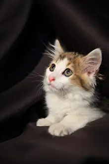 Tissue: Curious kitten sitting in tissue