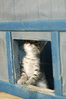 Smelt: Curious kitten smelling an opening