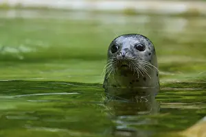 Curiosity: Curious looking seal in the water