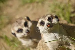 Curiosity: Curious meerkat (Suricata suricatta)