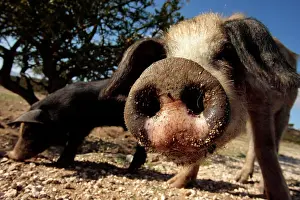Pictures: Curious pig, snout, Sardinia, Italy, Europe