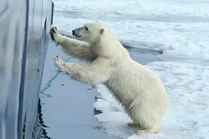 Hull: Curious polar bear (Ursus maritimus) at the hull