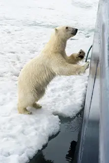 Hull: Curious polar bear (Ursus maritimus) jumping on