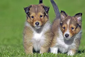 Herding: Two curious Shetland Sheedog puppy standing together