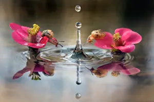 Snails: Curious snails - two snails watching a falling waterdrop