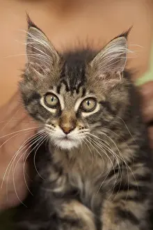 Vibrissa: Curious tabby Maine Coon kitten
