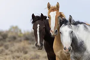 Curiosity: Curious wild horses, Sandwash Basin, Colorado, USA